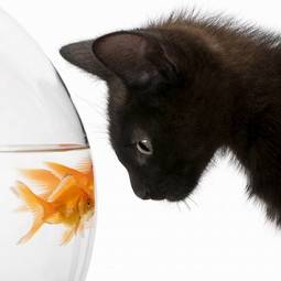 Obraz na płótnie kociak ładny kot ssak ryba