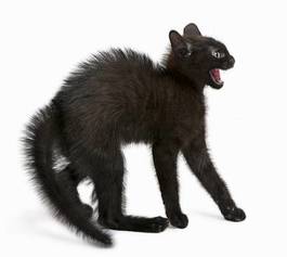 Obraz na płótnie ładny ssak zwierzę kociak kot