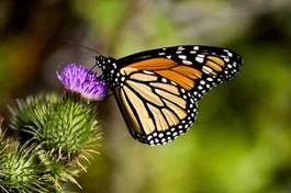 Plakat roślina krzew natura motyl kwiat