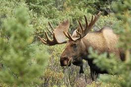 Naklejka mężczyzna las alaska natura finlandia