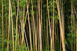 Fototapeta las chiny natura roślina