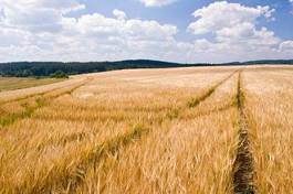 Naklejka pejzaż jęczmień natura mąka lato