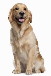 Naklejka ładny pies szczenię portret
