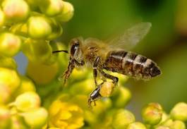 Naklejka ogród kwiat pomarańczowy pasiasty bee