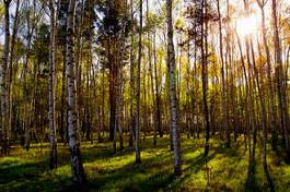 Fototapeta szwecja północ natura skandynawia słońce