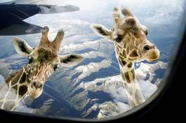 Plakat zabawa samolot zwierzę safari
