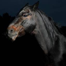 Naklejka arabian twarz źrebak zwierzę natura