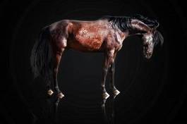 Obraz na płótnie ogier zwierzę sport ssak koń