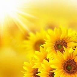 Plakat stokrotka kwiat lato słońce