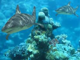 Naklejka australia koral tropikalny