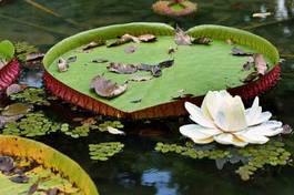 Fototapeta las kwiat natura brazylia