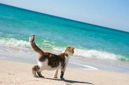 Obraz na płótnie kociak wyspa wybrzeże