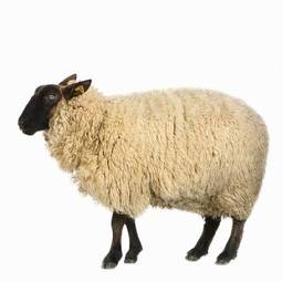 Plakat owca stado zwierzę bydło rolnictwo