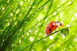 Fotoroleta roślina świeży pastwisko natura napój