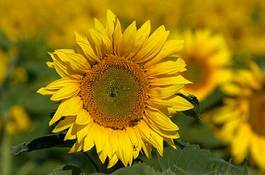 Plakat olej kwiat rolnictwo słońce słonecznik