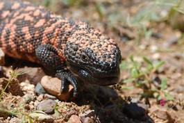 Naklejka gad zwierzę natura pustynia dziki