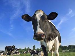 Plakat rolnictwo mleko krowa