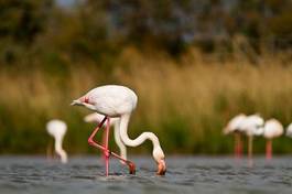 Obraz na płótnie ptak ornament zwierzę flamingo