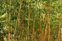 Naklejka bambus zen roślina natura azjatycki