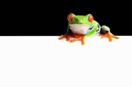 Plakat płaz żaba natura