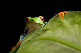 Plakat żaba ładny płaz natura środowisko