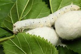 Naklejka motyl jedzenie natura chiny owad