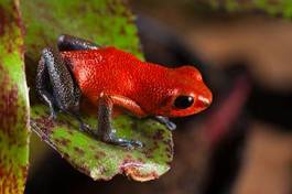 Plakat żaba egzotyczny tropikalny dżungla piękny