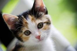 Obraz na płótnie kociak kot ładny