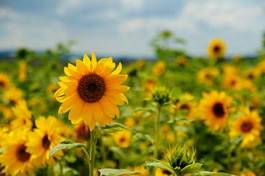 Plakat kwiat słońce natura lato słonecznik
