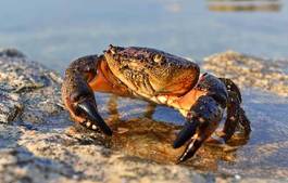 Obraz na płótnie krab plaża wzór