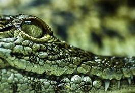 Plakat krokodyl gad oko zwierzę ukąszenie