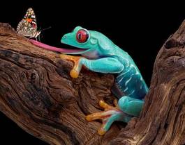 Plakat płaz żaba natura zwierzę