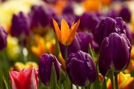 Naklejka tulipan kwiat ogród fiołek