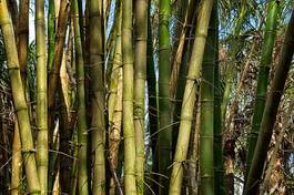 Obraz na płótnie natura bezdroża bambus tropikalny dżungla