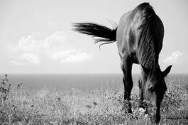 Obraz na płótnie stajnia arabian ruch koń piękny