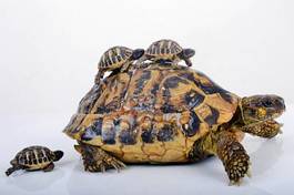 Obraz na płótnie dziki żółw dzieci rodzina muszla