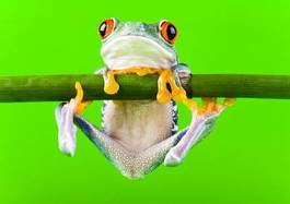 Plakat zwierzę żaba natura bambus płaz