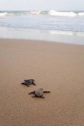 Naklejka plaża ładny zwierzę woda