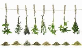 Fototapeta roślina herbata medycyna zdrowie