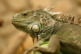 Plakat dinozaur galapagos gad iguana ferrari dino