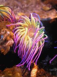 Obraz na płótnie podwodne ryba koral tropikalny