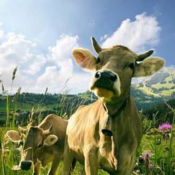 Naklejka alpy świnia jedzenie mleko krowa