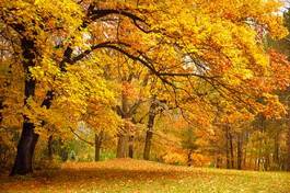 Plakat las jesień buk ścieżka park