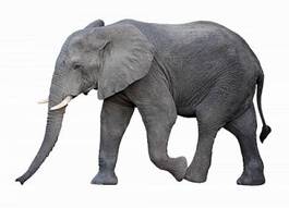 Obraz na płótnie zwierzę dziki słoń ssak