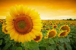 Plakat żniwa rolnictwo słońce natura kwiat