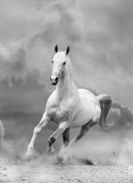 Fototapeta dziki ruch koń