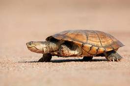 Plakat żółw natura zwierzę afryka oko