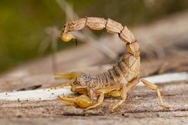 Fototapeta fauna natura ciało dziki zwierzę