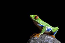 Obraz na płótnie natura żaba płaz zwierzę