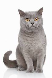 Obraz na płótnie kociak zwierzę kot portret